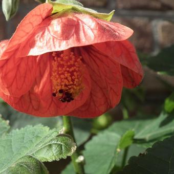 Abutilon