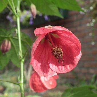 Abutilon