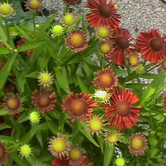 Helenium autumnale MARIACHI 'Siesta'