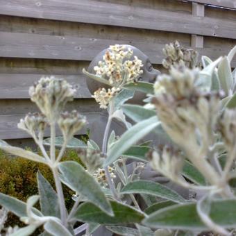 Buddleja 'Silver Anniversary'