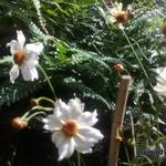 Coreopsis COLOROPSIS 'Limbo' - Meisjesogen