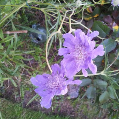 Duifkruid, schurftkruid - Scabiosa caucasica 'Perfecta'