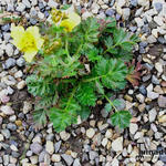 Geum rossii - Nagelkruid