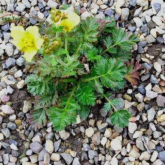 Geum rossii