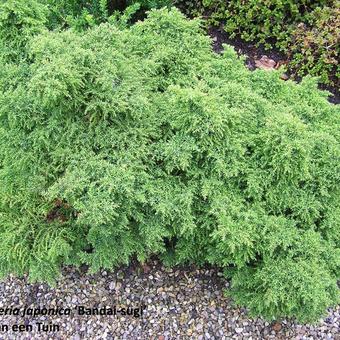 Cryptomeria japonica 'Bandai-sugi'