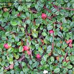 Cotoneaster 'Streib's Findling' - Dwergmispel