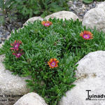 Delosperma 'Fire Spinner' - IJsbloem