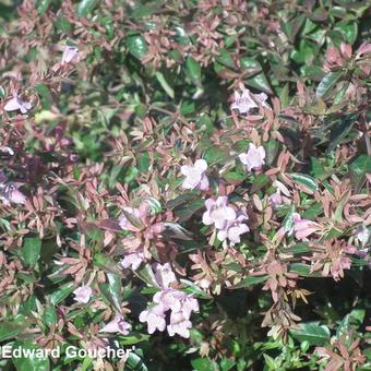 Abelia x grandiflora 'Edward Goucher'