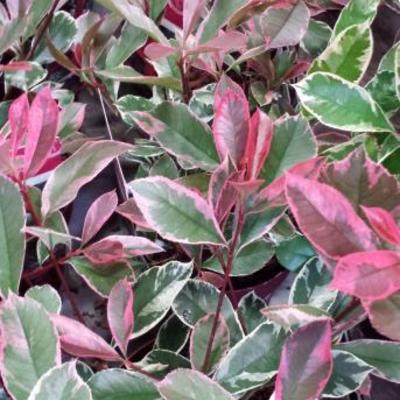 Photinia x fraseri 'Pink Marble' - Glansmispel