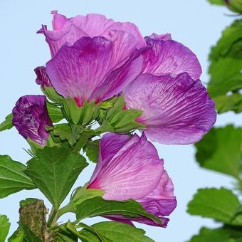 Hibiscus syriacus