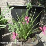 Rhodohypoxis 'Donald Mann' - Sterretjesgras, Roodsterretje