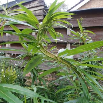 Salix udensis 'Sekka'