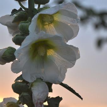 Alcea rosea 'Alba'