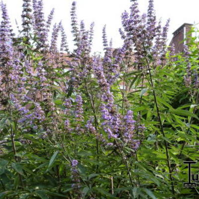 Vitex agnus-castus f. latifolia - Monnikspeper