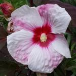 Hibiscus moscheutos 'Kopper King' - Althaeastruik