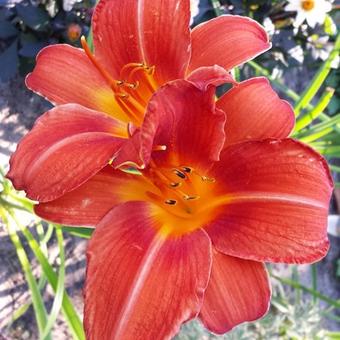 Hemerocallis 'Chicago Fire'