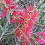 Callistemon masotti - Lampepoetsers