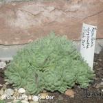 Rosularia chrysantha 'Pooh Bear'   - Rosularia chrysantha