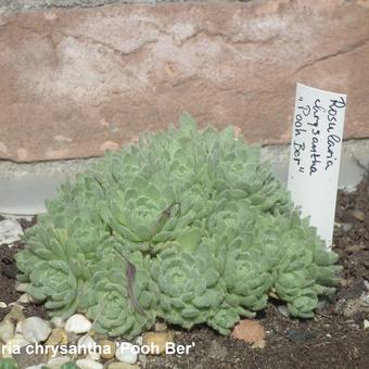 Rosularia chrysantha 'Pooh Bear'