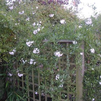 Solanum jasminoides 'Album'