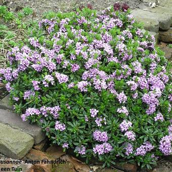 Daphne x susannae 'Anton Fahndrich'