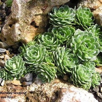 Saxifraga paniculata 'Rainsley Seedling'