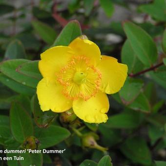 Hypericum x dummeri 'Peter Dummer'