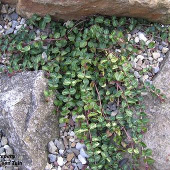 Mitchella repens