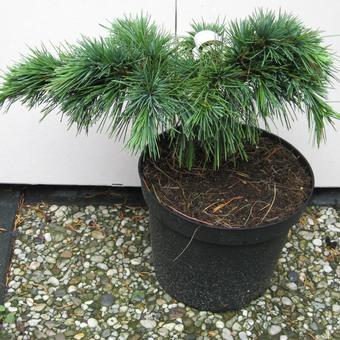 Cedrus libani 'Hedgehog'