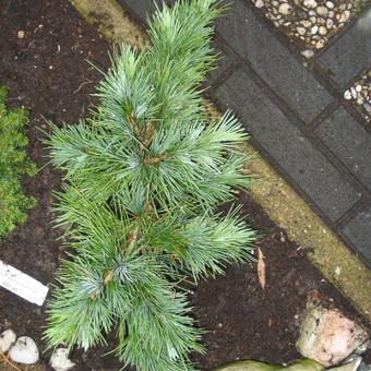 Cedrus libani 'Hedgehog'