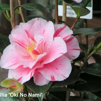 Camellia japonica 'Oki No Nami'