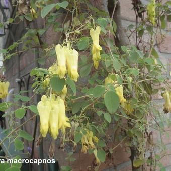 Dicentra macrocapnos