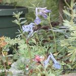 Corydalis 'Kingfisher' - Helmbloem