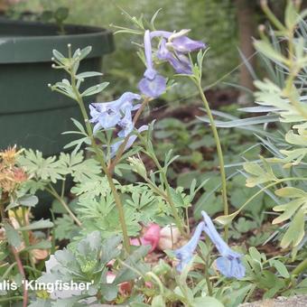 Corydalis 'Kingfisher'