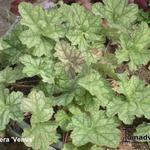 Heuchera 'Venus' - Purperklokje