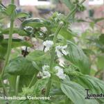 Ocimum basilicum 'Genovese' - Italiaanse basilicum