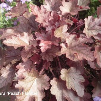 Heuchera 'Peach Flambé'