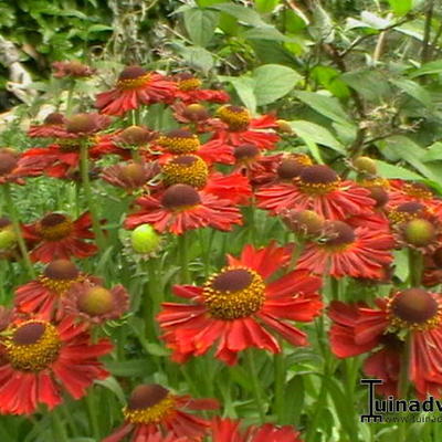 Zonnekruid - Helenium autumnale MARIACHI 'Siesta'