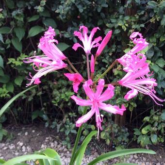 Nerine bowdenii