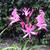 Nerine bowdenii