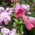 Penstemon 'Hewell Pink Bedder' - Slangekop