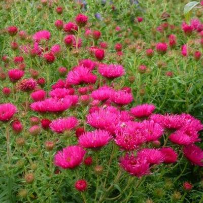 Aster - Aster novae-angliae 'Andenken an Alma Pötschke'