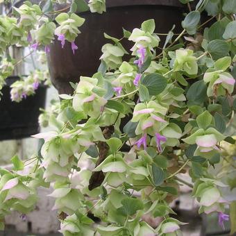 Origanum rotundifolia 'Kent Beauty'