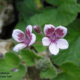 Erodium trifolium