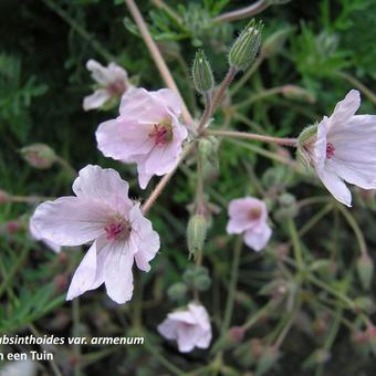 Erodium absinthoides var. armenum