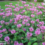 Monarda didyma 'Cherokee' - Bergamotplant