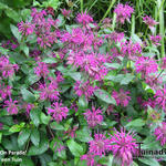 Monarda 'On Parade' - Bergamotplant