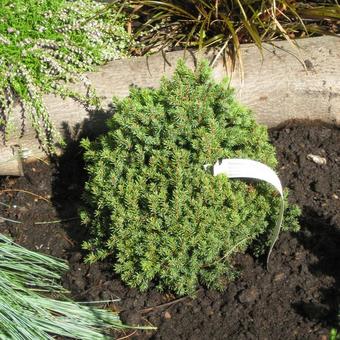 Picea glauca 'Blue Planet'