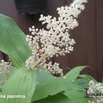 Maianthemum japonicum  - Valse salomonszegel