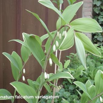 Polygonatum falcatum 'Variegatum'